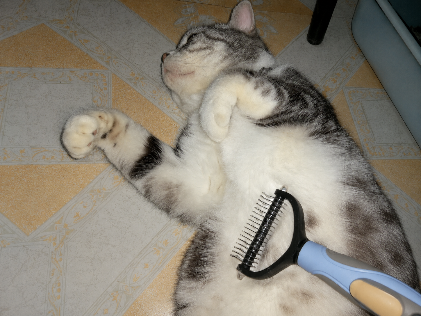 A long-haired cat being combed on a couch